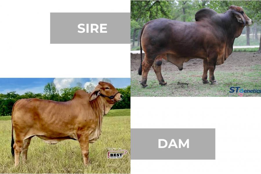 LOT 32 - +MR. WINCHESTER MAGNUM 999 X SCC MISS BEAN STING 6/1- 2 SEXED EMBRYOS