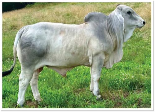 LOT 010 - CP POLLED WENDELL 6/2 (P)
