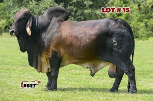 LOT 15 -  SEMEN LOT - VL ROJO APACHE 5/15