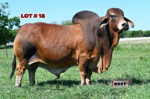 LOT 18 - SEMEN LOT – MR WCC MAXIMUS ROJO 82/4