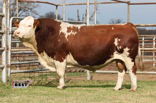 LOT 20 - BHR CLARK C709E - 10 STRAWS SEMEN