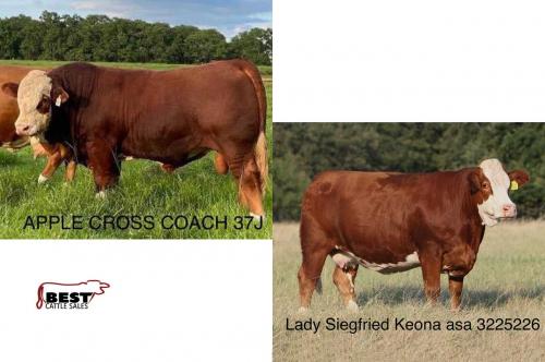 LOT 18 - APLX COACH 37J x LADY SIEGFRIED KEONA - EMBRYO PACKAGE