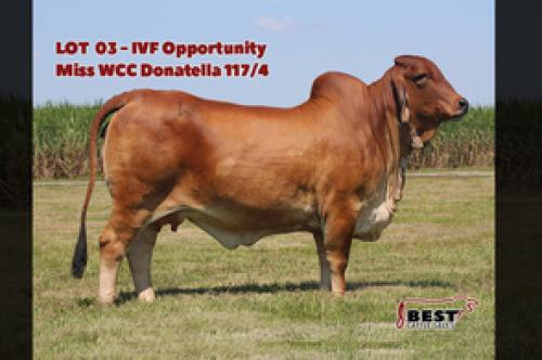 LOT 03 - EXCLUSIVE IVF OPPORTUNITY WITH MAXIMUS SEMEN
