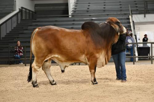 LOT 46 - WRX BRUCE PASCO POLLED 8/9 - 3 SEXED SEMEN STRAWS