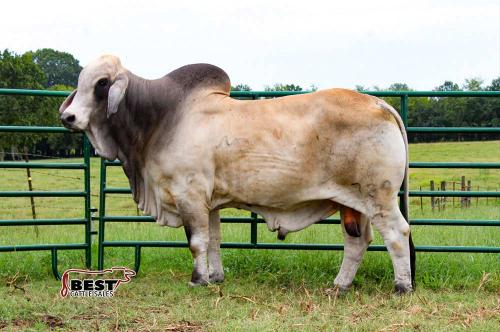 LOT 14 - EMBRYO PKG - MR. V8 739/7 x 2DP LADY KARU BALO 1/0 - THREE (3) FEMALE SEXED EMBRYOS