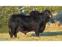 *LOT H - EMBRYO PACKAGE - THREE CONVENTIONAL EMBRYOS MR. MCC POLLED SMOKE 14/9 (P) X LMC LN POLLED DIOSA 142/1 (P)