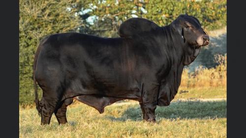 *LOT H - EMBRYO PACKAGE - THREE CONVENTIONAL EMBRYOS MR. MCC POLLED SMOKE 14/9 (P) X LMC LN POLLED DIOSA 142/1 (P)