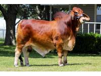 LOT 005 - SRS LADY ROJO 807/2 OR LOT 004 - SRS LADY ROJO 803/2 -  PICK OR X THE MONEY OF LOTS CHOSEN