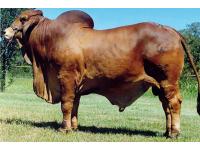 LOT 05 - VL ROJO GRANDE 4/95 - 2 STRAWS SEMEN