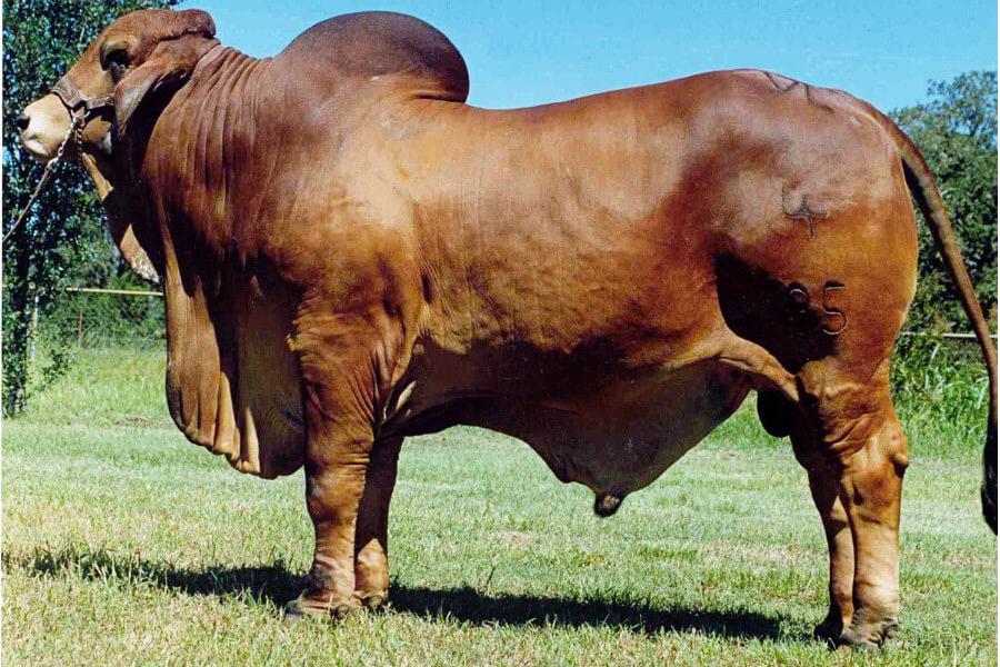 LOT 05 - VL ROJO GRANDE 4/95 - 2 STRAWS SEMEN