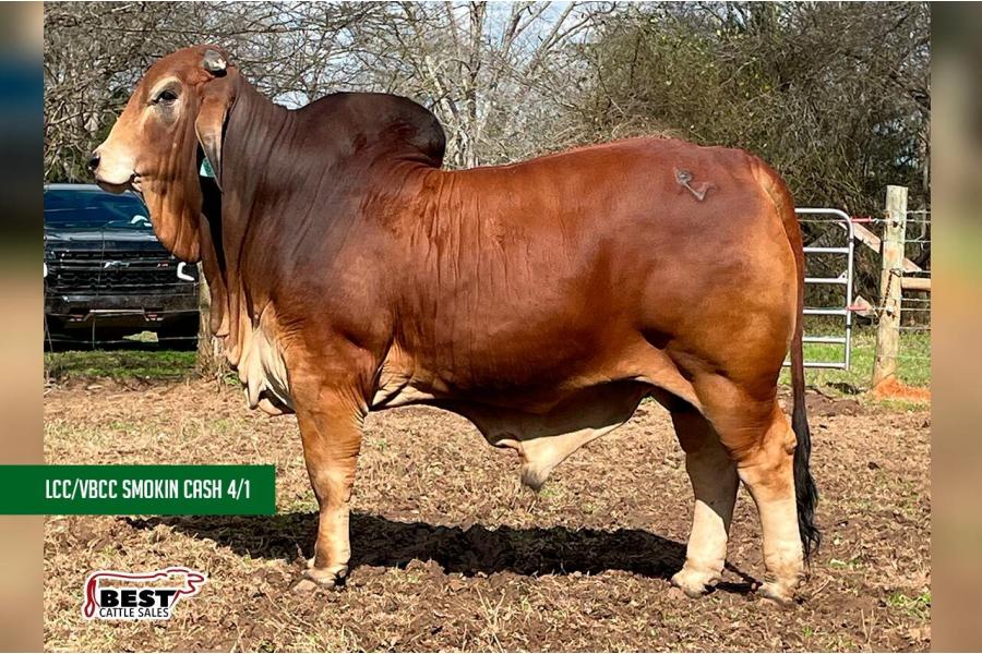 LOT 11 - LCC/VBCC SMOKIN CASH - 2 SEXED SEMEN STRAWS