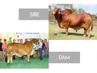 LOT 12 - +MR WCC MAXIMUS ROJO 82/4 x MS CHAPARRAL 172 DOTTIE -3 REVERSE SORTED HEIFER EMBRYOS