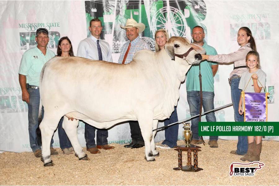 LOT 15 - LMC LF POLLED HARMONY (P)- IVF ASPIRATION