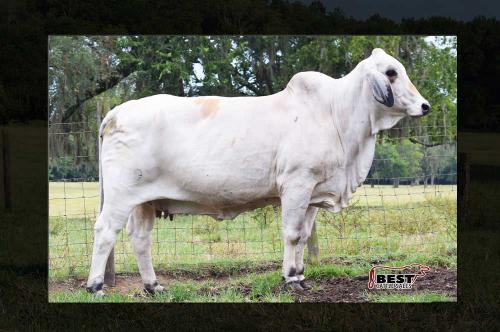 LOT 01 - MISS V8 179/7 - DONOR COW
