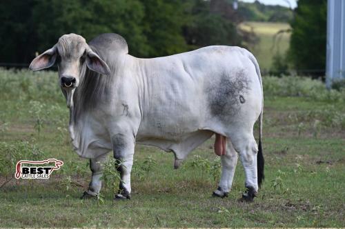 LOT 14 - BUTLER POLLED KOE 3/0 (P)