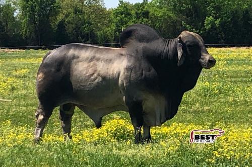 LOT 15 - 	RBC MR POLLED ESTO 655 (P)