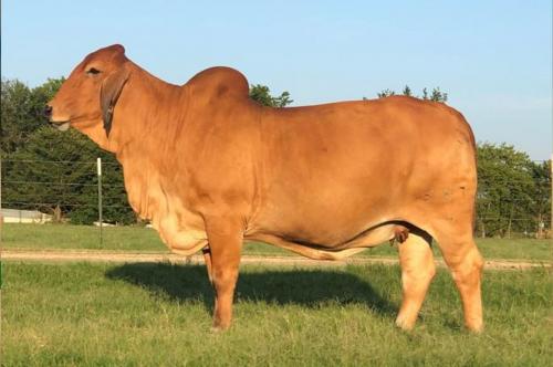 LOT 18 - LADY H MANDY ROJO 583/4 - ASPIRATION