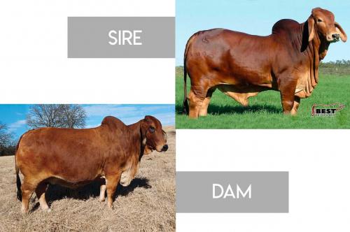 LOT 24 - +MR WINCHESTER MAGNUM 999 x +HK MISS GAROTA VISA 996 - CONVENTIONAL EMBRYO PACKAGE