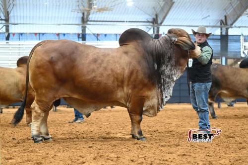 LOT 20 - MR. 7R BUTCH CASSIDY 123/0 - 1 UNIT CONVENTIONAL SEMEN