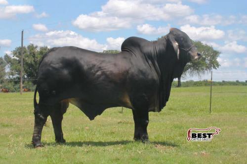 LOT 21 - BRC MR. SONIC BOOM 39 - 1 UNIT CONVENTIONAL SEMEN