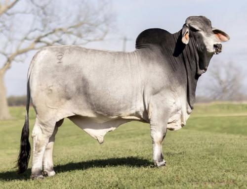 LOT 23 - WALTERS JEROME 521 - 1 UNIT CONVENTIONAL SEMEN