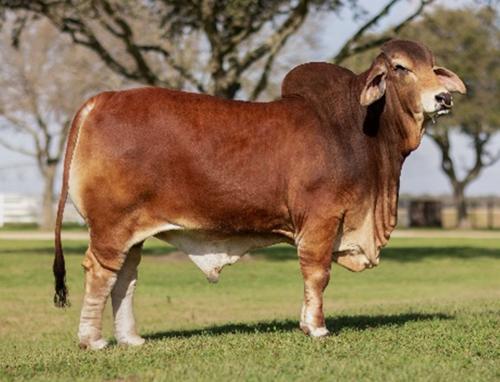 LOT 22 - MR. RP 10 - 1 UNIT CONVENTIONAL SEMEN