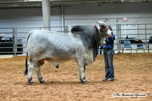 LOT 13 - REDSMITH PAPPY MANSO 15/2 - CONVENTIONAL SEMEN