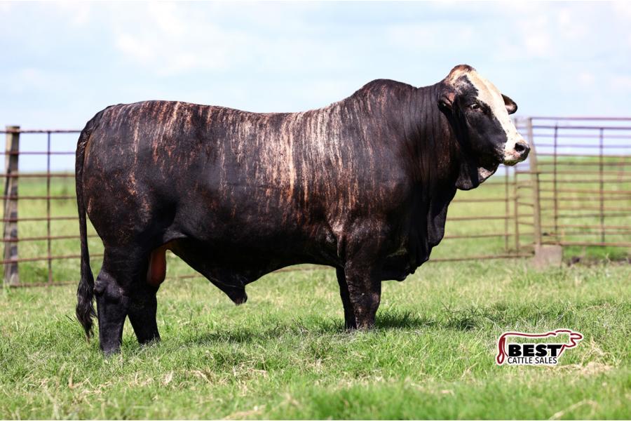 LOT 10 - MR. JS/DJF MARINGAUIN 51/3