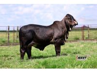 LOT 03 - JF MISS BLACK OPAL 50/24