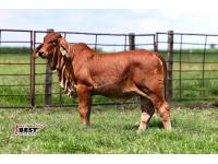 LOT 04 - JF MISS RHYNE 49/24