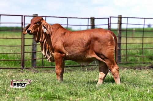 LOT 04 - JF MISS RHYNE 49/24