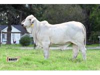 LOT 07 - MISS JS POLLED MOONIE 337/4