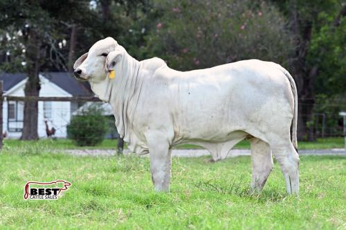 LOT - MISS JS POLLED MOONIE 337/4