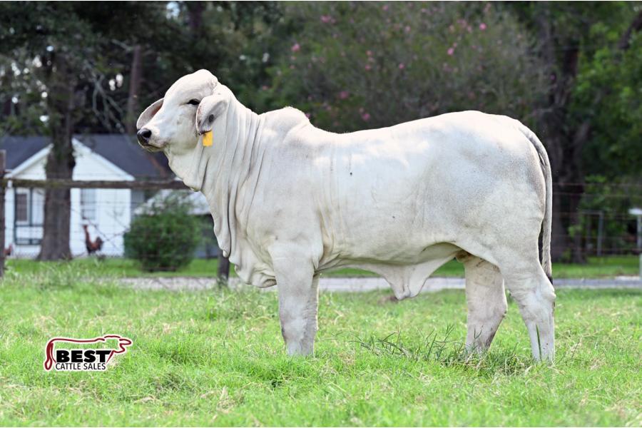 LOT - MISS JS POLLED MOONIE 337/4