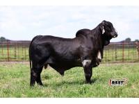 LOT 01 - MR. JS POLLED BLACK TIE 324/4