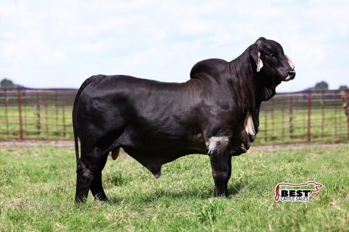 LOT - MR. JS POLLED BLACK TIE 324/4