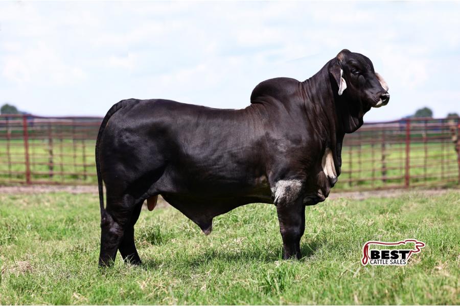 LOT 01 - MR. JS POLLED BLACK TIE 324/4