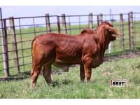 LOT - UNBRANDED SHOW HEIFER