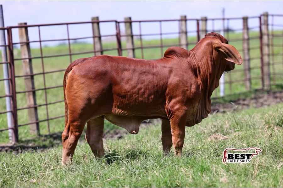 LOT 05 - UNBRANDED SHOW HEIFER