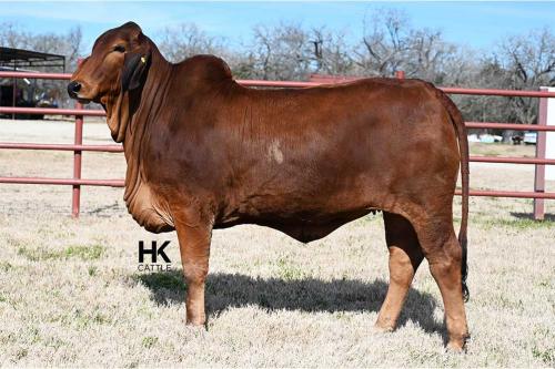 LOT 18 - HK MS. JACK AMERICA 218/2