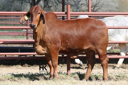 LOT 20 - HK MS. JACK AMERICA 215/2