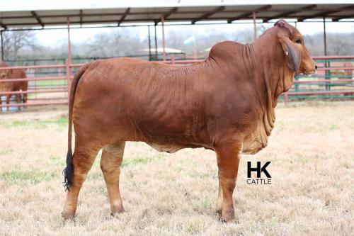 LOT 21 - HK MS. JACK AMERICA 216/2