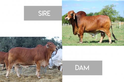 LOT 22- +SRS MR. TROUBADOR 933 x MISS WCC 421/L - 3 FEMALE SEXED EMBRYO PACKAGE