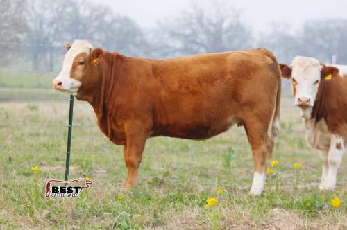 LOT 14 - RTOP MS PIPER 1107G