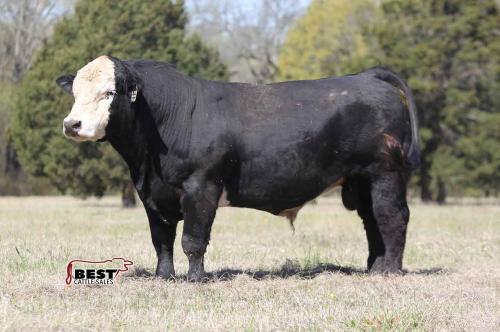 LOT 05 - 4B STEPPING OUT 99F