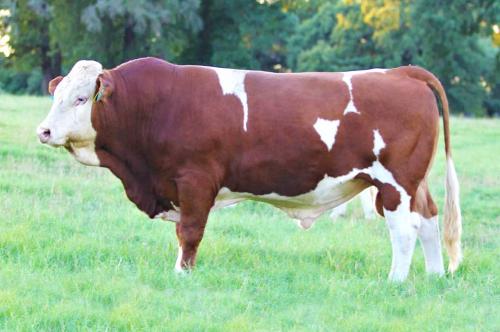 LOT 19 - RTOP MR RED RIVER 1006E