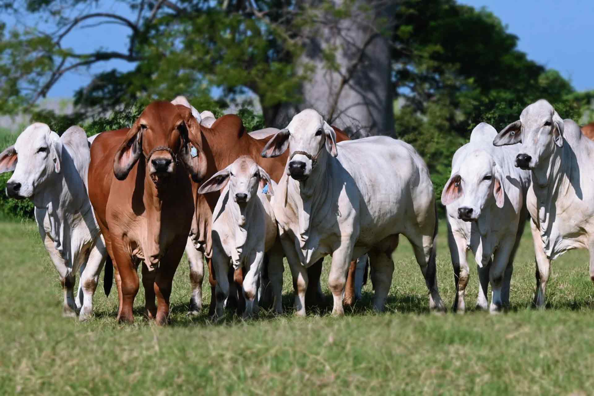 BRAHMAN GENETICS ON BEST CATTLE STORE