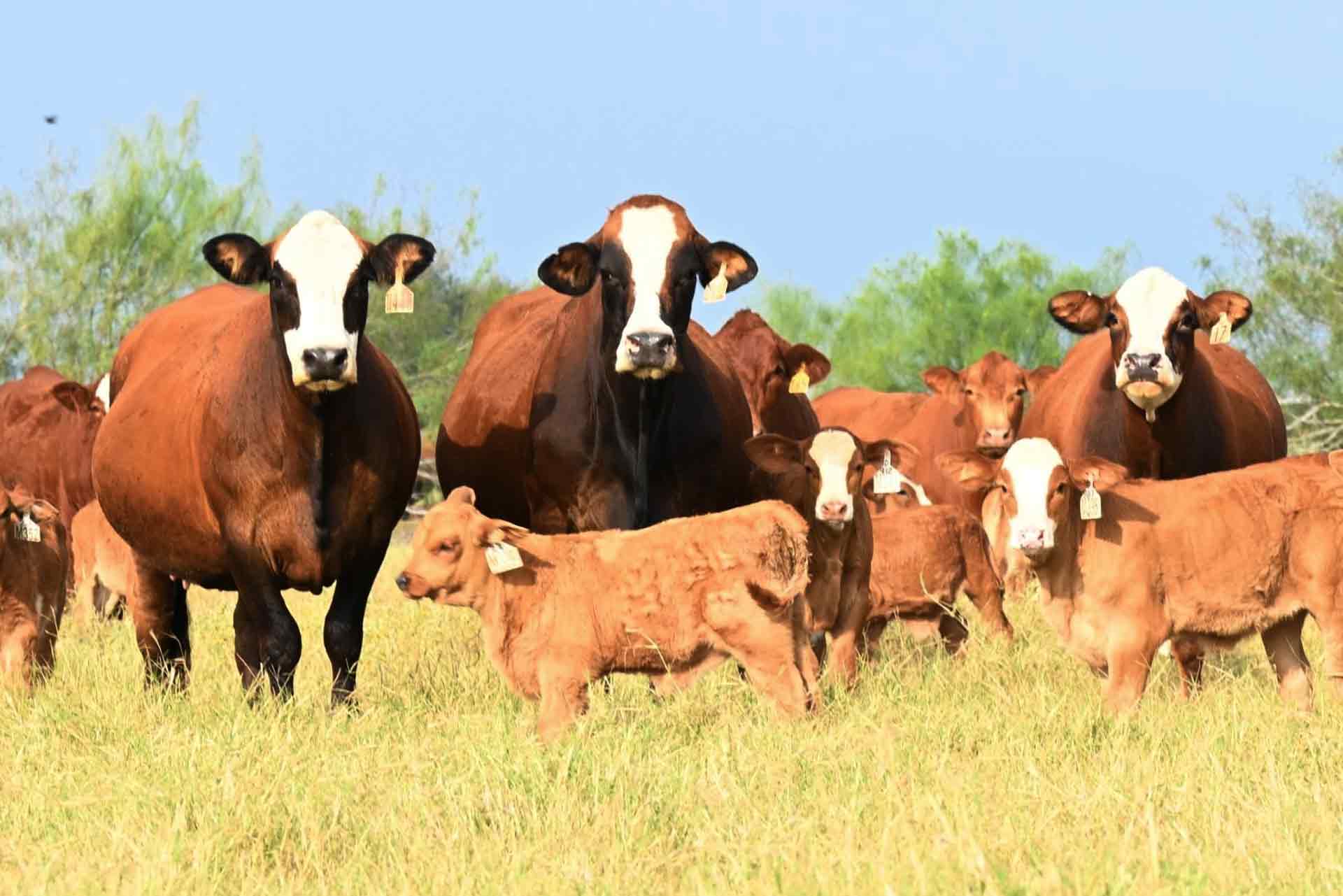 SIMBRAH GENETICS ON BEST CATTLE STORE