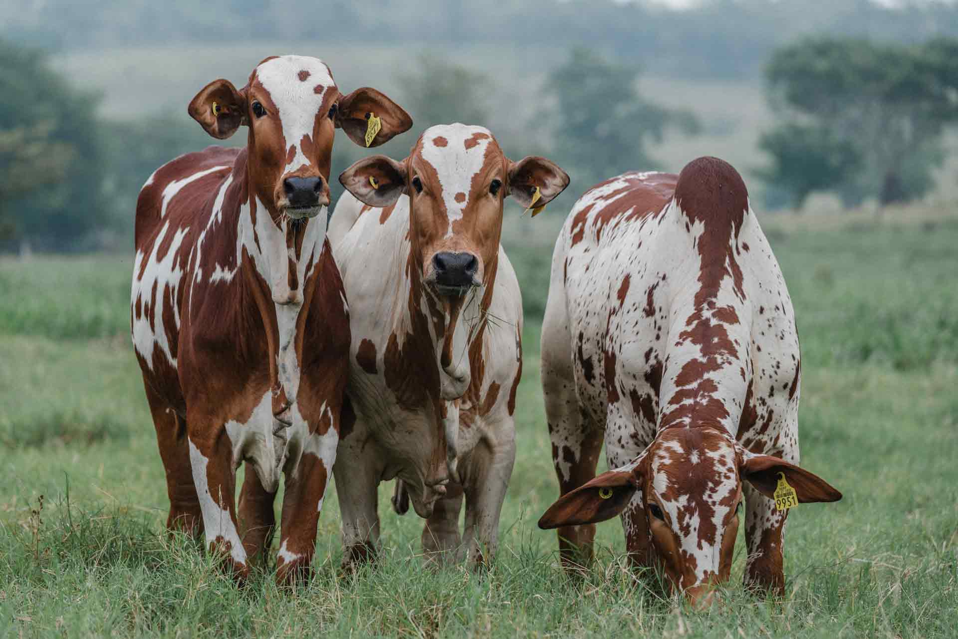 NELORE PINTADO GENETICS ON BEST CATTLE STORE