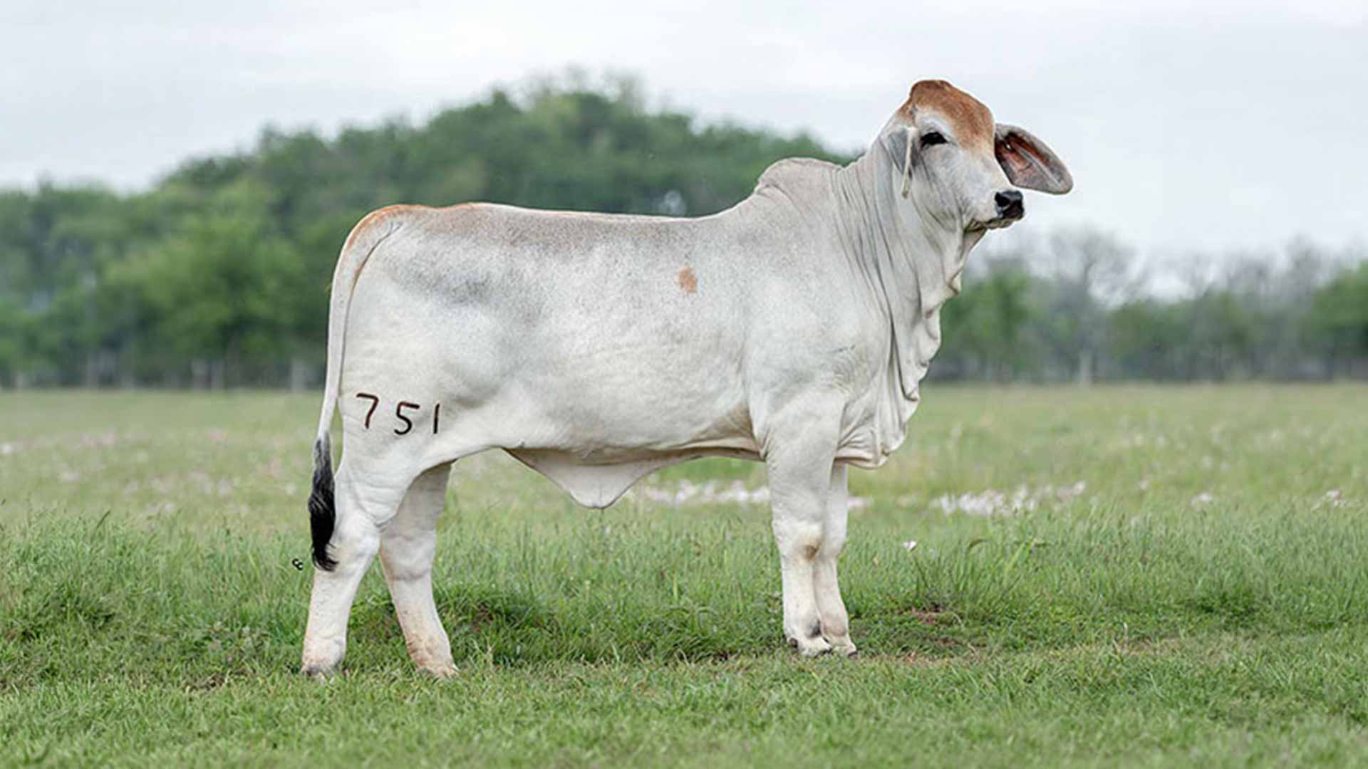 BRC-751.jpg